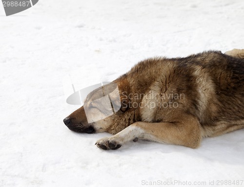 Image of Dog sleeping on snow