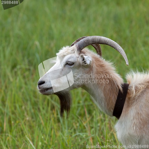 Image of Green meadow and portrait of goat