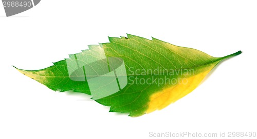 Image of Multicolor leaf on white background