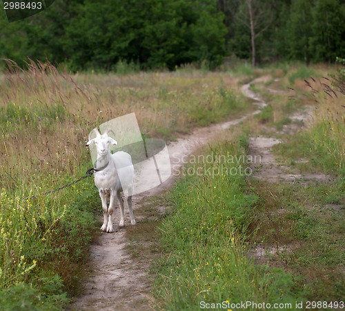 Image of Goat on meadow