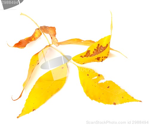 Image of Dried yellow autumn leaf