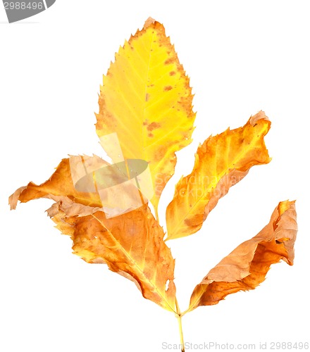 Image of Dry yellowed autumn leaf