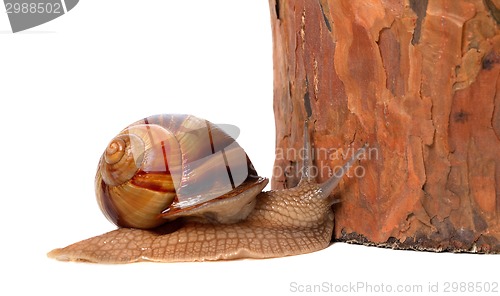 Image of Snail and pine tree. Isolated on white background