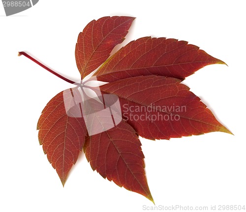 Image of Red autumn virginia creeper leaf on white background