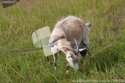 Image of Goat grazing on meadow 