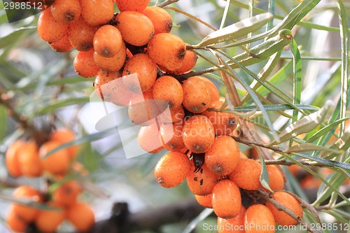 Image of sea buckthorn fruits 