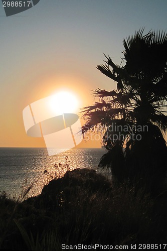 Image of sunset and palm tree 