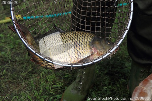 Image of haul of carp fishes 