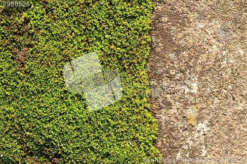 Image of moss texture 