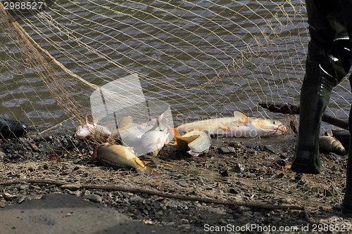 Image of haul of carp fishes 