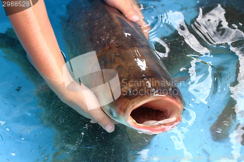 Image of catfish in human hands 