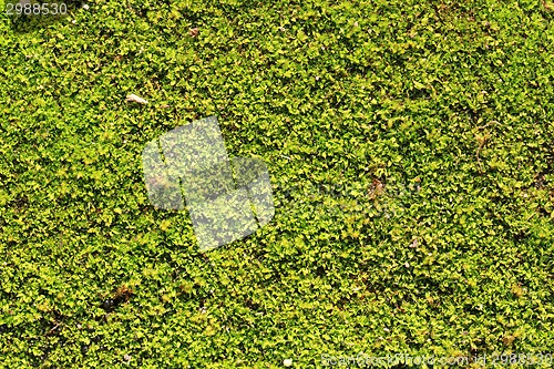 Image of moss texture 
