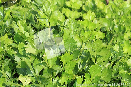 Image of fresh celery vegetable background