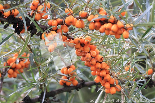 Image of sea buckthorn fruits 