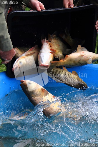 Image of haul of carp fishes 