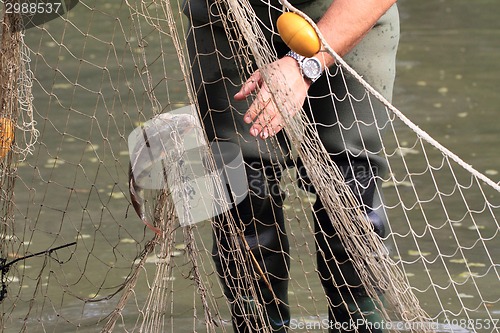 Image of haul of carp fishes 