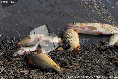 Image of haul of carp fishes 