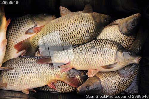 Image of haul of carp fishes 