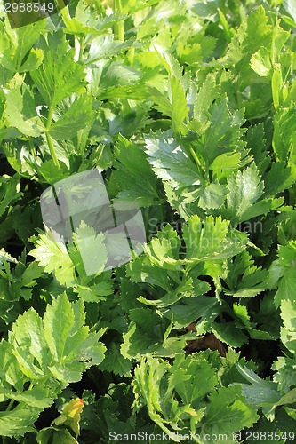 Image of fresh celery vegetable background