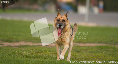 Image of German shepherd