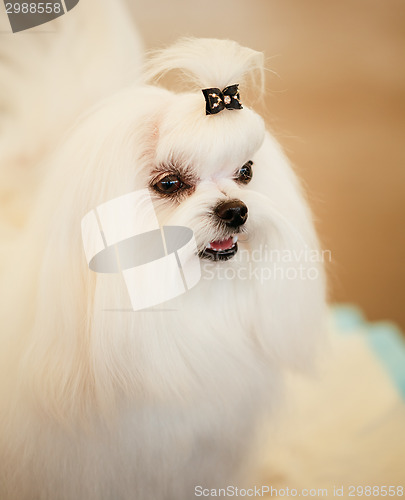 Image of Cute Shih Tzu White Toy Dog