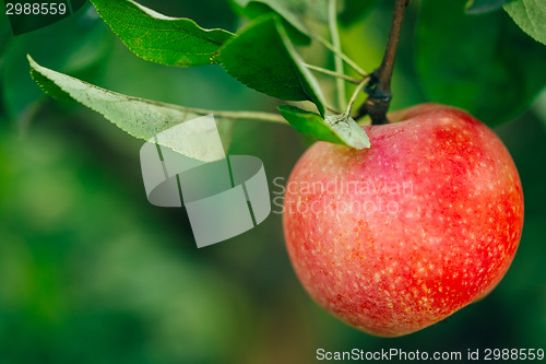 Image of Fresh Red Apples On Apple Tree Branch