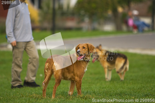 Image of Dog training