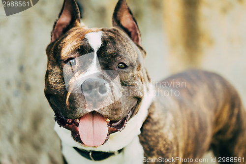 Image of American Staffordshire Terrier Outdoor