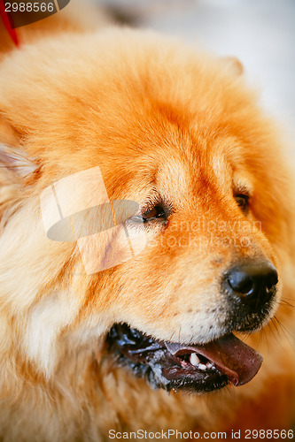 Image of Brown Chines chow chow dog 