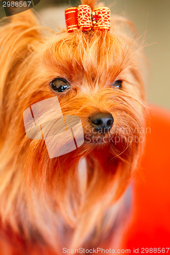 Image of Close Up Cute Yorkshire Terrier Dog