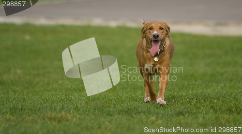 Image of Retriever running