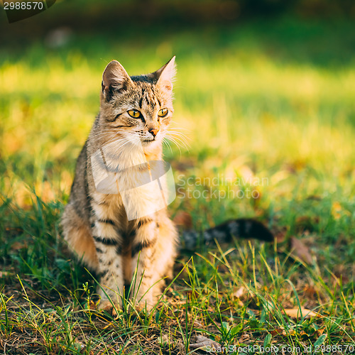 Image of Cute Tabby Gray Cat Kitten Pussycat