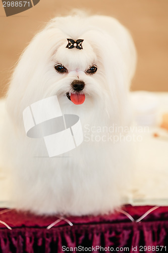 Image of Cute Shih Tzu White Toy Dog