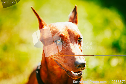 Image of Close Up Brown Dog Miniature Pinscher Head