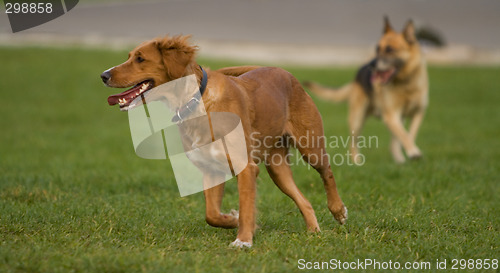 Image of Dogs running