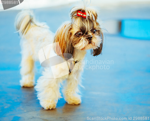 Image of Cute Shih Tzu White Toy Dog