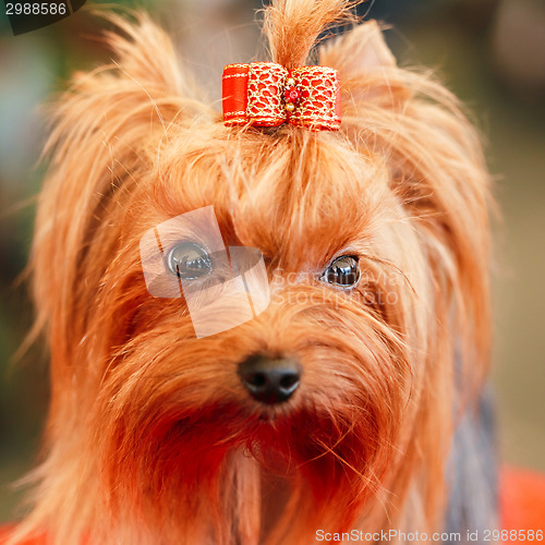 Image of Close Up Cute Yorkshire Terrier Dog