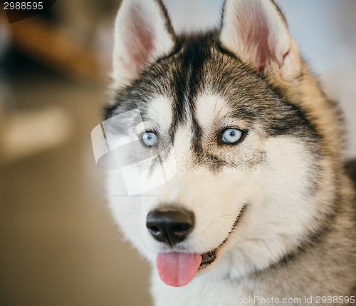 Image of Gray Adult Siberian Husky Dog (Sibirsky husky) 