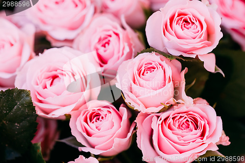 Image of Background Beautiful Pink Roses. Toned Instant Photo
