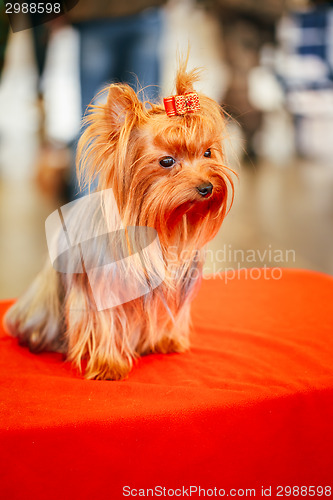 Image of Close Up Cute Yorkshire Terrier Dog