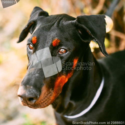 Image of Close Up Black Doberman Dog Outdoor