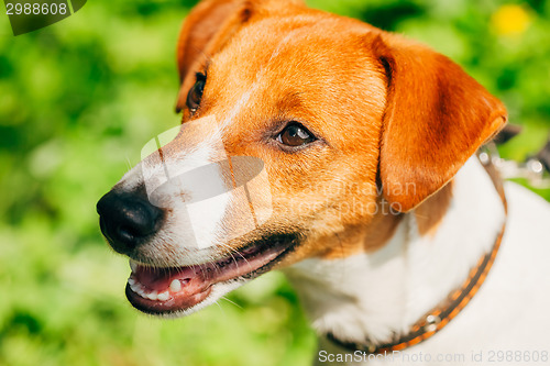 Image of Dog jack russel terrier