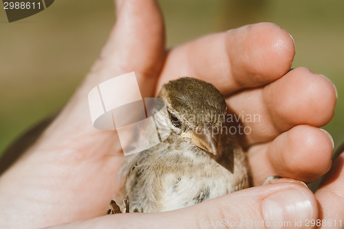 Image of House Sparrow (Passer Domesticus) On Fence