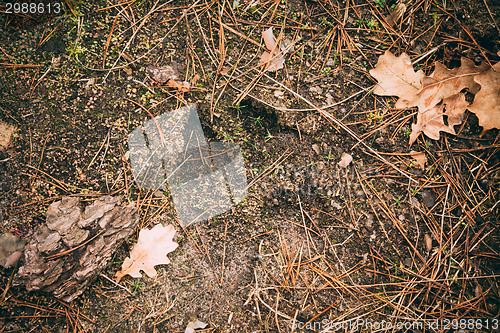 Image of Moose Track, Footprint Step On Ground