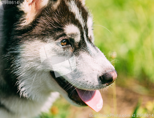 Image of Close Up Young Happy Husky Puppy Eskimo Dog