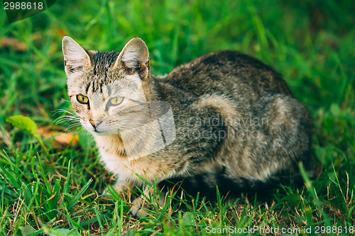 Image of Cute Tabby Gray Cat Kitten Pussycat