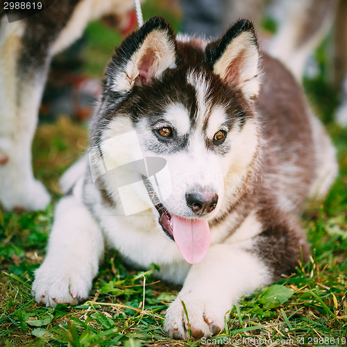Image of Happy Young Husky Puppy Eskimo Dog