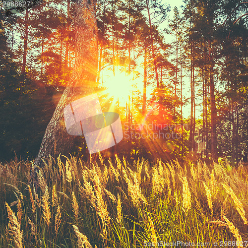 Image of Dry Red Grass Field Meadow