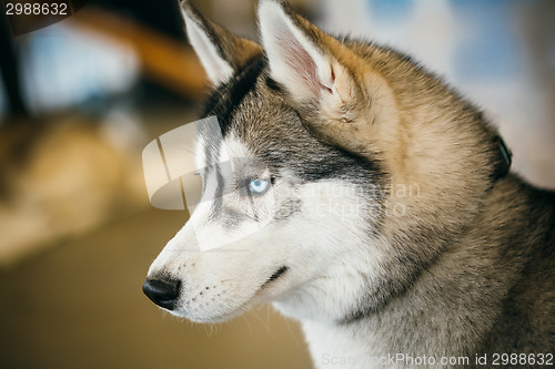 Image of Gray Adult Siberian Husky Dog (Sibirsky Husky) 