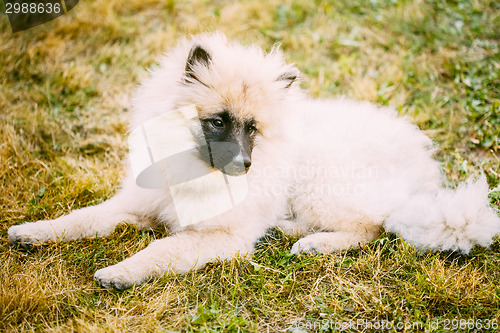 Image of Gray Keeshound, Keeshond, Keeshonden Dog (German Spitz) Wolfspit